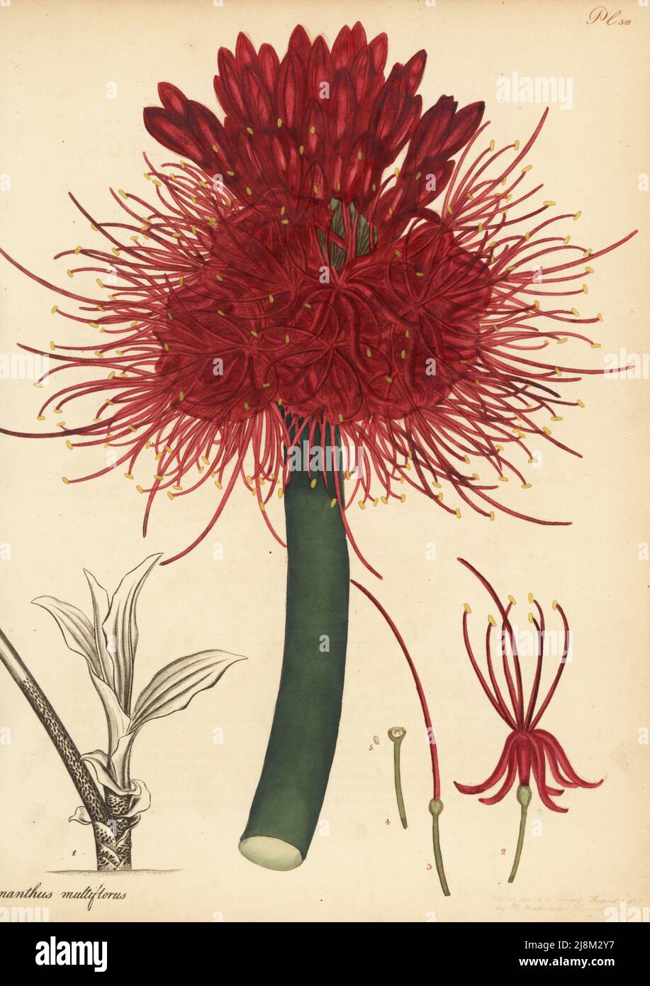 Blood lily, Scadoxus multiflorus. Many-flowered blood-flower, Haemanthus multiflorus. From Africa, in Lee and Kennedy's  Hammersmith Nursery. Copperplate engraving drawn, engraved and hand-coloured by Henry Andrews from his Botanical Register, Volume 5, self-published in Knightsbridge, London, 1803. Stock Photo