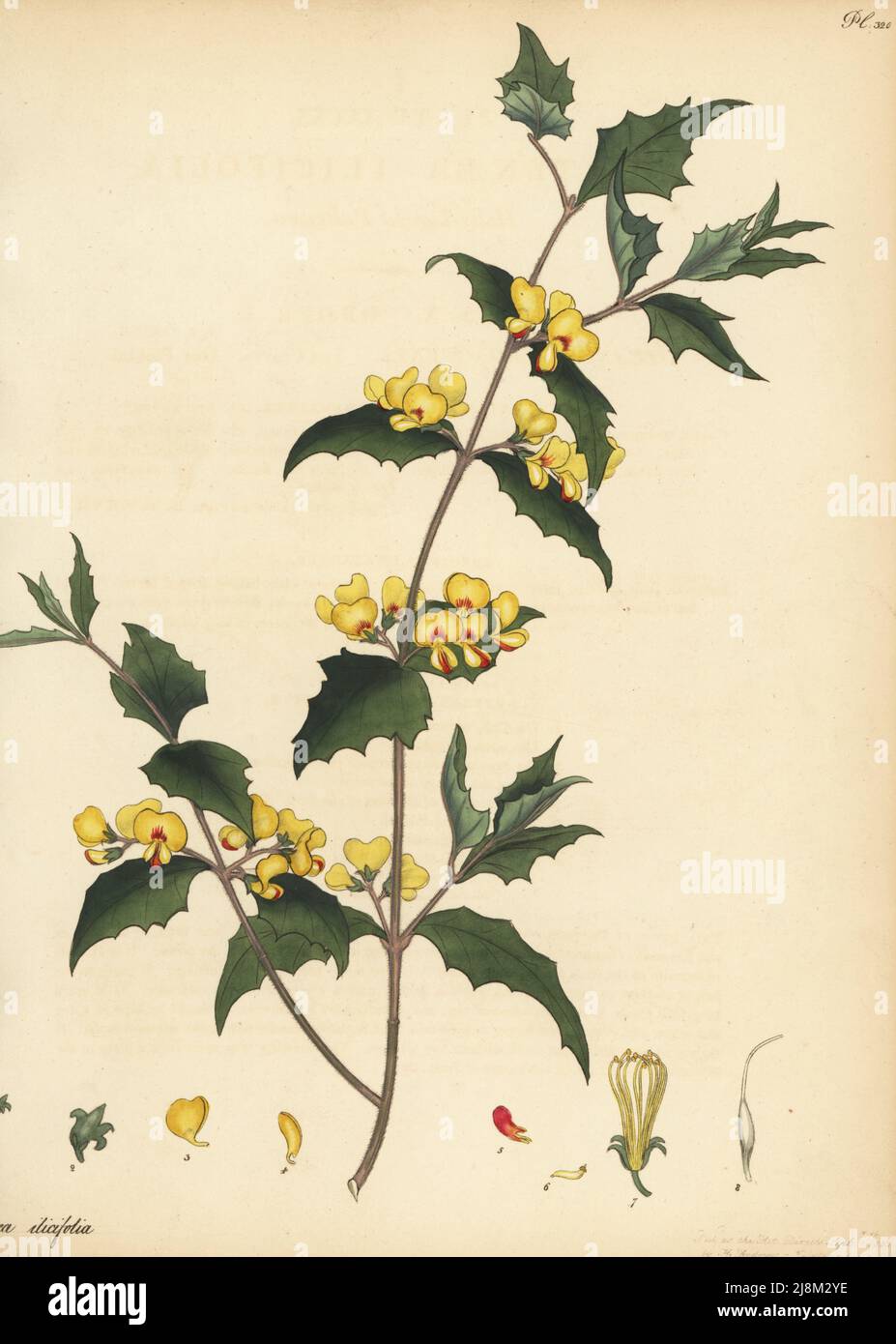 Prickly shaggy-pea, Oxylobium trilobatum. Holly-leaved pultenaea, Pultenaea ilicifolia. From New Holland, Australia, in Lee and Kennedy's Hammersmith Nursery. Copperplate engraving drawn, engraved and hand-coloured by Henry Andrews from his Botanical Register, Volume 5, self-published in Knightsbridge, London, 1803. Stock Photo