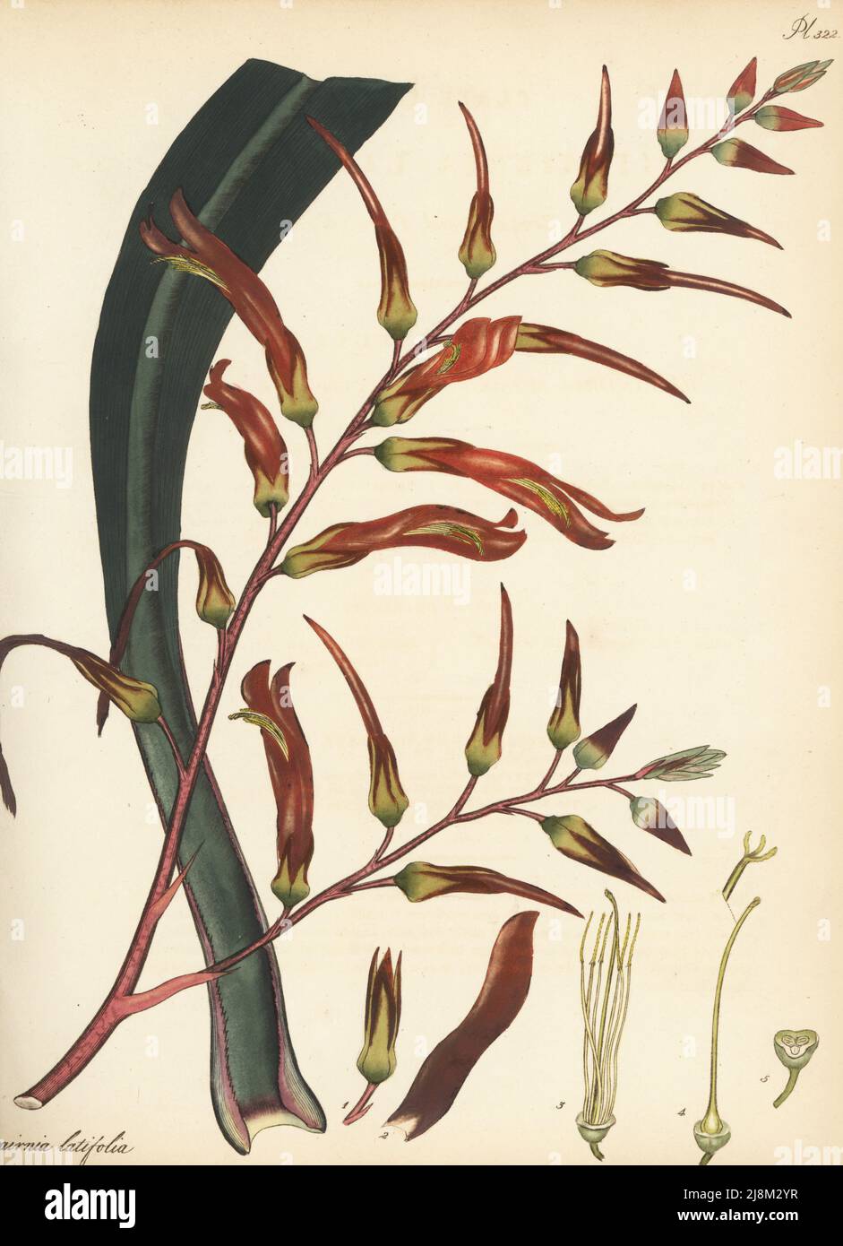 Pitcairnia bifrons Broad-leaved pitcairnia, Pitcairnia latifolia. Native to Guadeloupe and St. Kitts, West Indies, in the James Vere herbarium collection, Kensington Gore. Copperplate engraving drawn, engraved and hand-coloured by Henry Andrews from his Botanical Register, Volume 5, self-published in Knightsbridge, London, 1803. Stock Photo