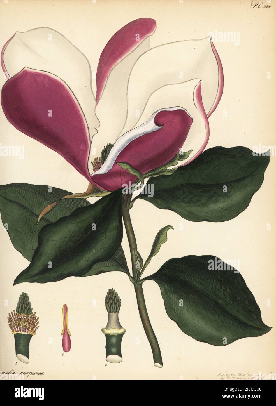 Mulan magnolia, Magnolia liliiflora. Purple-flowered magnolia, Magnolia purpurea. From China and Japan, in the conservatory of George Spencer-Churchill, the Marquis of Blandford, at White Knights. Copperplate engraving drawn, engraved and hand-coloured by Henry Andrews from his Botanical Register, Volume 5, self-published in Knightsbridge, London, 1803. Stock Photo