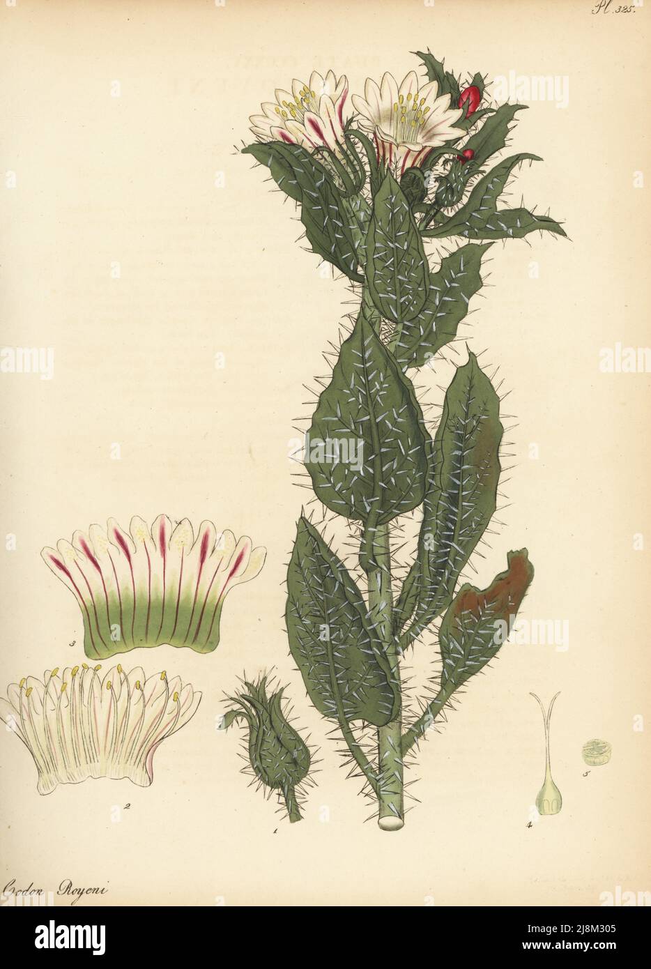 Honey bush or white nectarcup, Codon royenii. Prickly codon, Codon royeni. From the Cape of Good Hope, South Africa, Namibia, in Lee and Kennedy's Hammersmith Nursery. Copperplate engraving drawn, engraved and hand-coloured by Henry Andrews from his Botanical Register, Volume 5, self-published in Knightsbridge, London, 1803. Stock Photo
