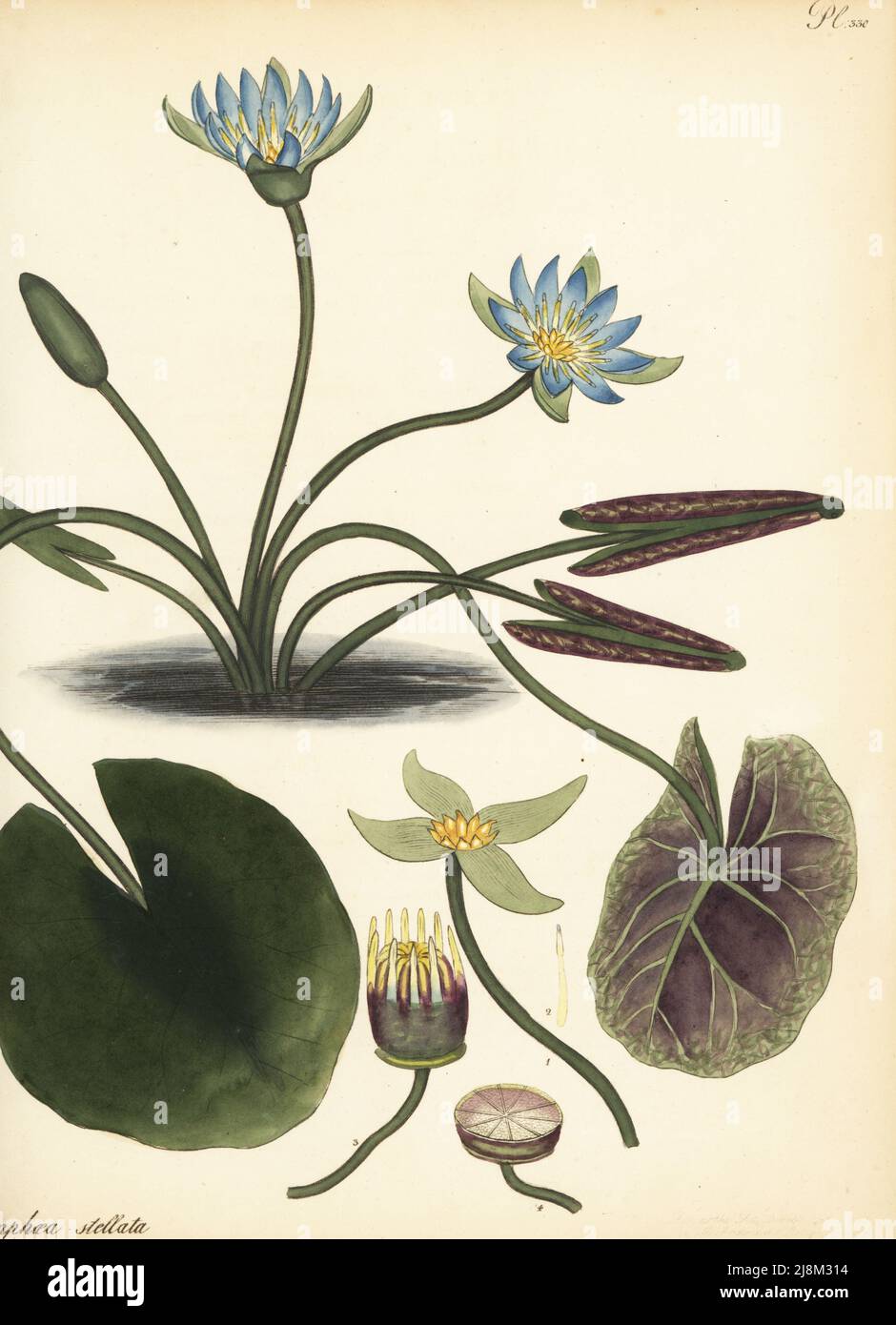 Blue lotus, Nymphaea nouchali var. nouchali Starr'd water-lily, Nymphaea stellata. From the East Indies on the Malabar coast, in the James Vere collection, Kensington Gore. Copperplate engraving drawn, engraved and hand-coloured by Henry Andrews from his Botanical Register, Volume 5, self-published in Knightsbridge, London, 1803. Stock Photo