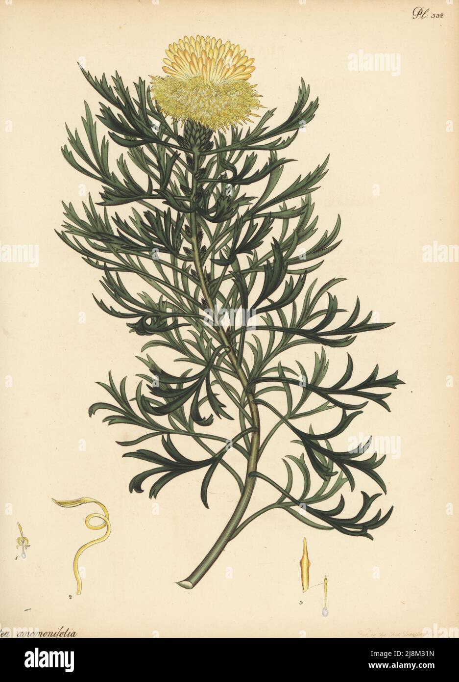 Broad-leaved drumsticks, Isopogon anemonifolius. Anemony-flowered protea, Protea anemonifolia. From New Holland, Australia, in Lee and Kennedy's Hammersmith Nursery. Copperplate engraving drawn, engraved and hand-coloured by Henry Andrews from his Botanical Register, Volume 5, self-published in Knightsbridge, London, 1803. Stock Photo