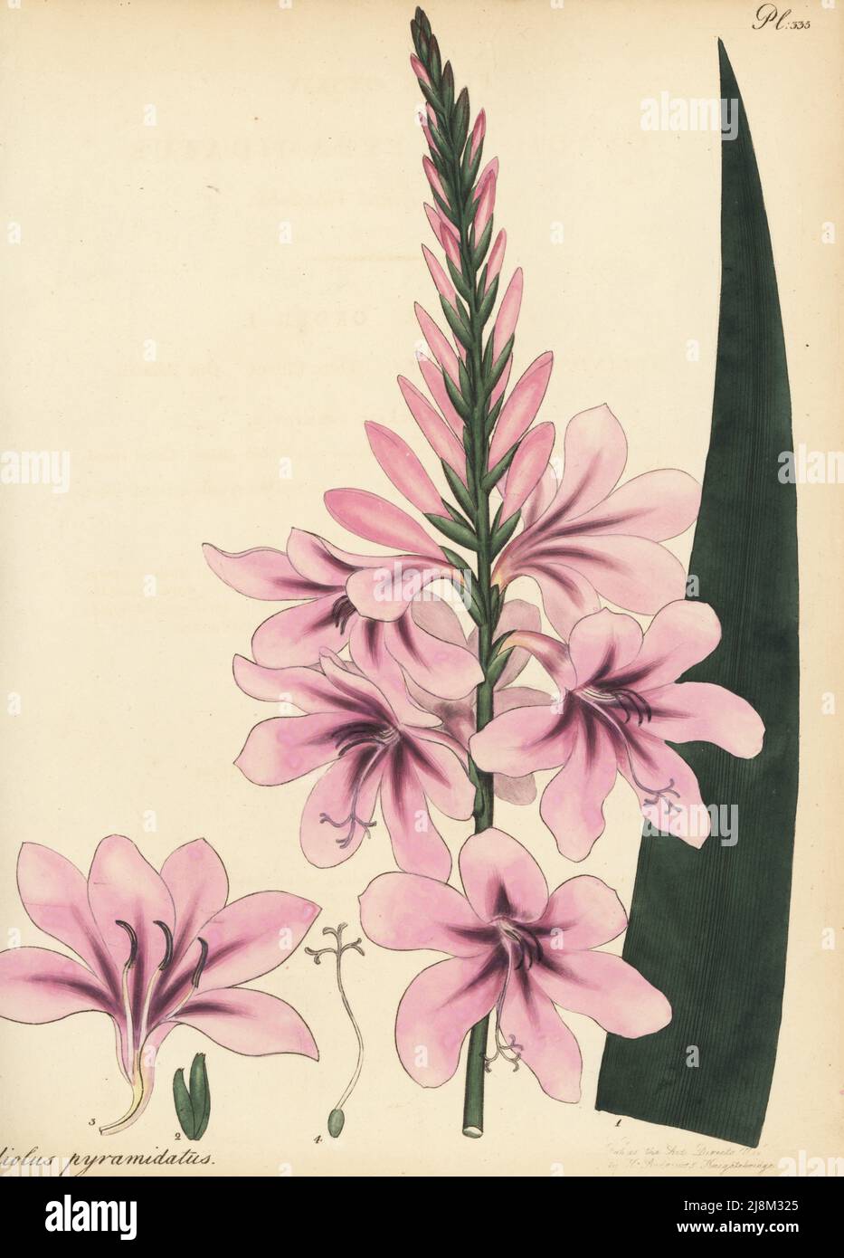 Cape bugle-lily, Watsonia borbonica subsp. borbonica. Pyramidal-spiked gladiolus, Gladiolus pyramidatus. From the Cape of Good Hope, South Africa, in the collection of Sophia Campbell, Dowager Lady de Clifford, Paddington. Copperplate engraving drawn, engraved and hand-coloured by Henry Andrews from his Botanical Register, Volume 5, self-published in Knightsbridge, London, 1803. Stock Photo