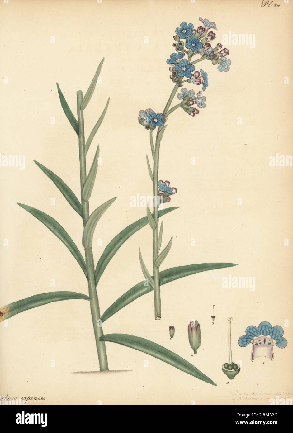 Cape forget-me-not or Cape alkanet, Anchusa capensis. From the Cape of Good Hope, South Africa, in the George Hibbert collection. Copperplate engraving drawn, engraved and hand-coloured by Henry Andrews from his Botanical Register, Volume 5, self-published in Knightsbridge, London, 1803. Stock Photo
