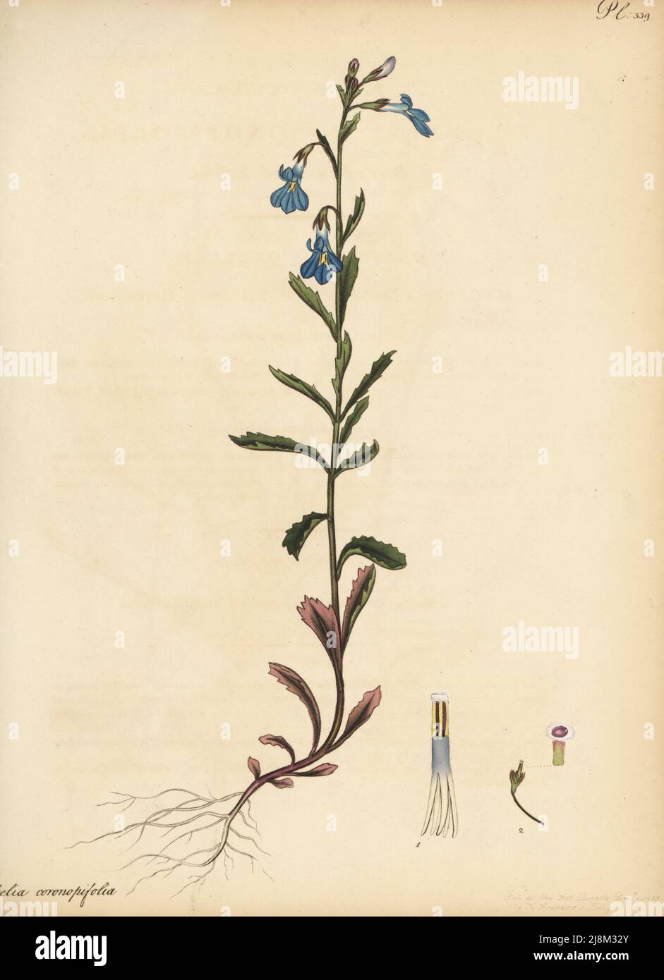 Lobelia coronopifolia. Buck's-horn-leaved lobelia, Lobelia coronopifolium. From the Cape of Good Hope, South Africa, introduced by Francis Masson to Kew Gardens. Copperplate engraving drawn, engraved and hand-coloured by Henry Andrews from his Botanical Register, Volume 5, self-published in Knightsbridge, London, 1803. Stock Photo