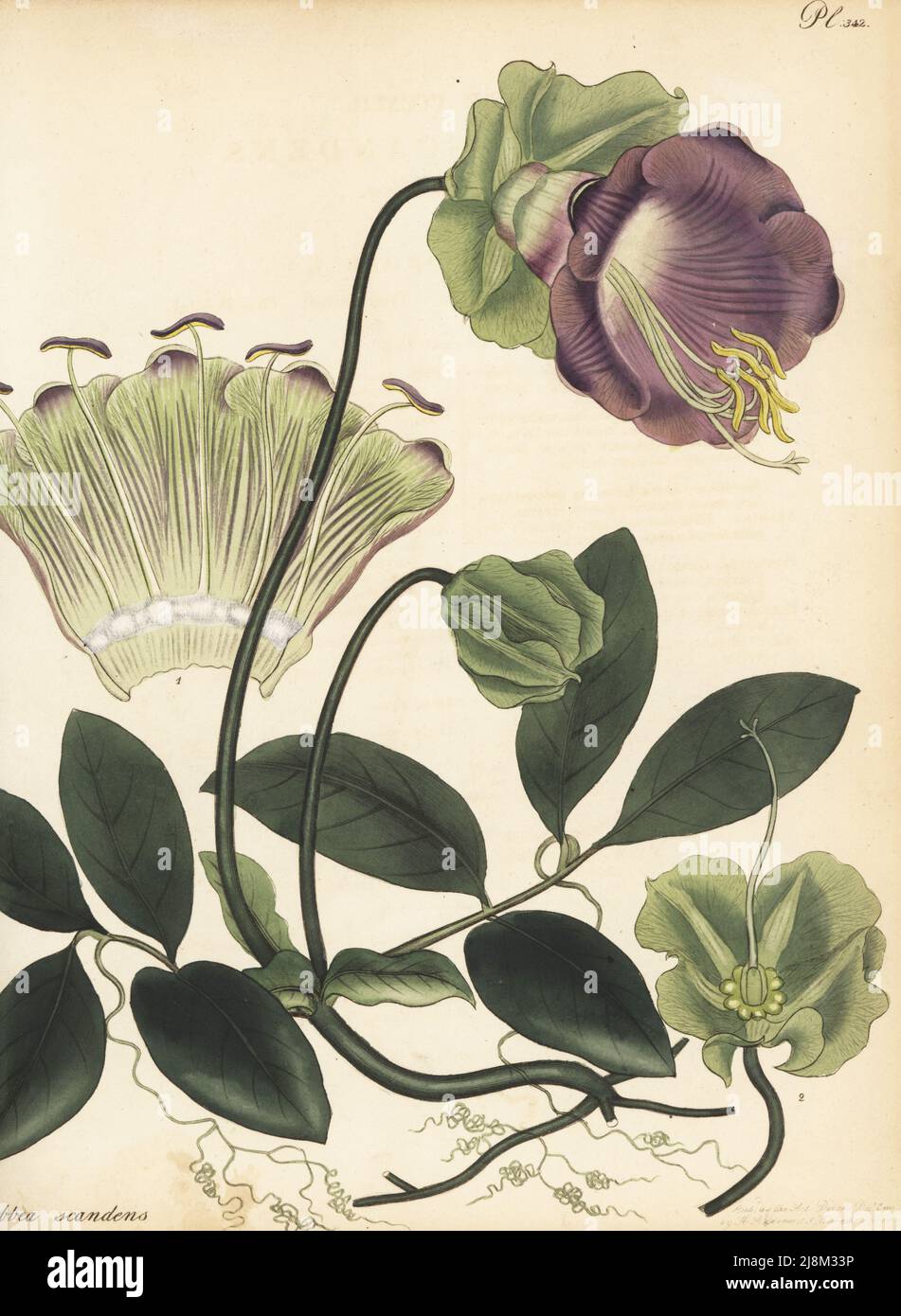Cup-and-saucer vine, cathedral bells, Mexican ivy, or monastery bells, Cobaea scandens. Climbing cobbea, Cobbea scandens. Native to Mexico, in the collection of Charles Long and Amelia Hume, Bromley Hill. Copperplate engraving drawn, engraved and hand-coloured by Henry Andrews from his Botanical Register, Volume 5, self-published in Knightsbridge, London, 1803. Stock Photo