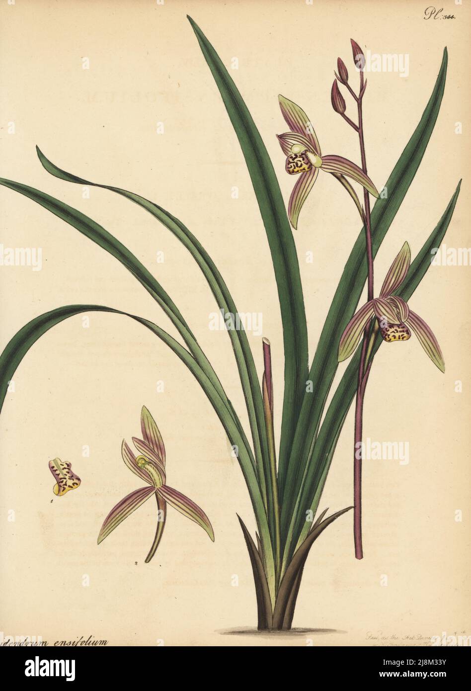Four-season orchid, Cymbidium ensifolium. Sword-shaped-leaved epidendrum, Epidendrum ensifolium. From China and Japan, introduced to the gardens of Mary Bright, the Marchioness of Rockingham, sketched at the George Hibbert herbarium, Hibbertian collection. Copperplate engraving drawn, engraved and hand-coloured by Henry Andrews from his Botanical Register, Volume 5, self-published in Knightsbridge, London, 1804. Stock Photo