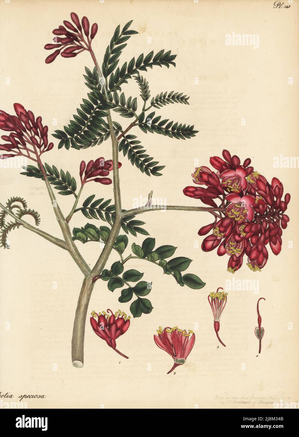 Schotia afra. Lenticus-leaved schotia, Schotia speciosa. From Africa, in the collection of radical quack Isaac Swainson's Botanic Gardens, Twickenham. Copperplate engraving drawn, engraved and hand-coloured by Henry Andrews from his Botanical Register, Volume 5, self-published in Knightsbridge, London, 1804. Stock Photo
