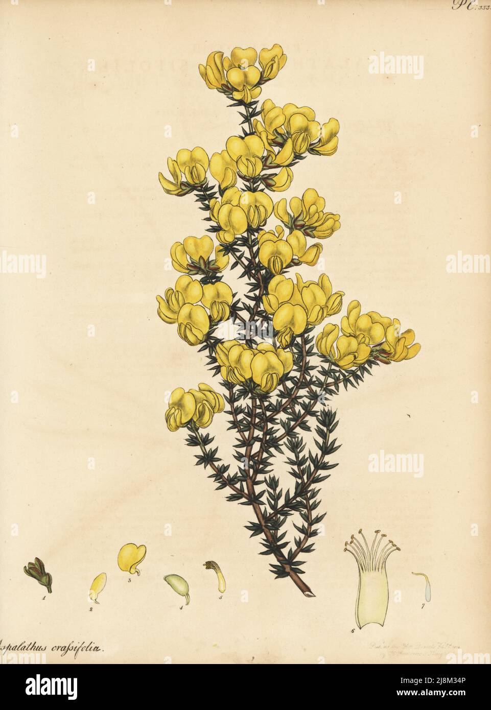 Cape gorse or thick-leaved aspalathus, Aspalathus crassifolius. From the Cape of Good Hope, South Africa. In George Hibbert's herbarium. Copperplate engraving drawn, engraved and hand-coloured by Henry Andrews from his Botanical Register, Volume 5, self-published in Knightsbridge, London, 1804. Stock Photo