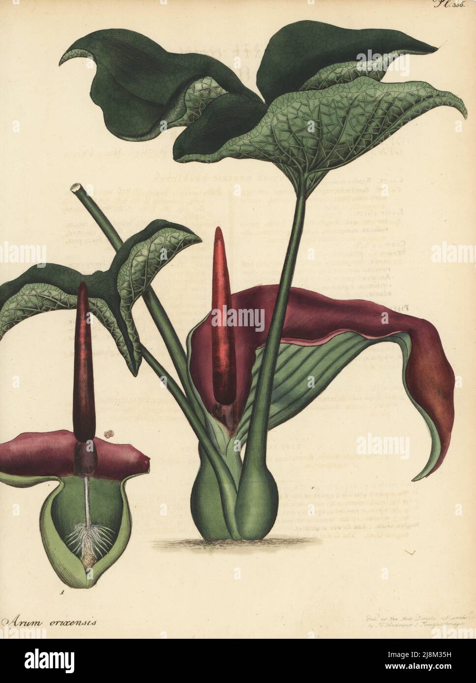 Typhonium trilobatum. Orixian cuckow-pint, Arum orixensis. Native of the East Indies, herbarium collection of James Vere, Kensington Gore. Copperplate engraving drawn, engraved and hand-coloured by Henry Andrews from his Botanical Register, Volume 5, self-published in Knightsbridge, London, 1804. Stock Photo