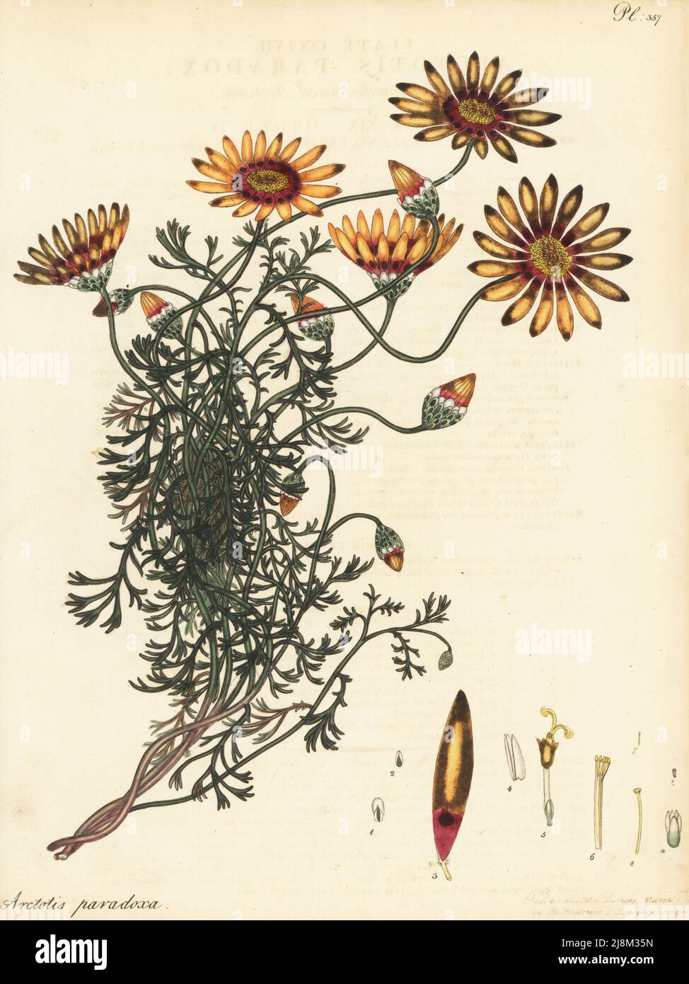 Ursinia speciosa. Chamomile-leaved arctotis, Arctotis paradoxa. Cape of Good Hope, South Africa, introduced by Scottish plant hunter Francis Masson. Copperplate engraving drawn, engraved and hand-coloured by Henry Andrews from his Botanical Register, Volume 5, self-published in Knightsbridge, London, 1804. Stock Photo