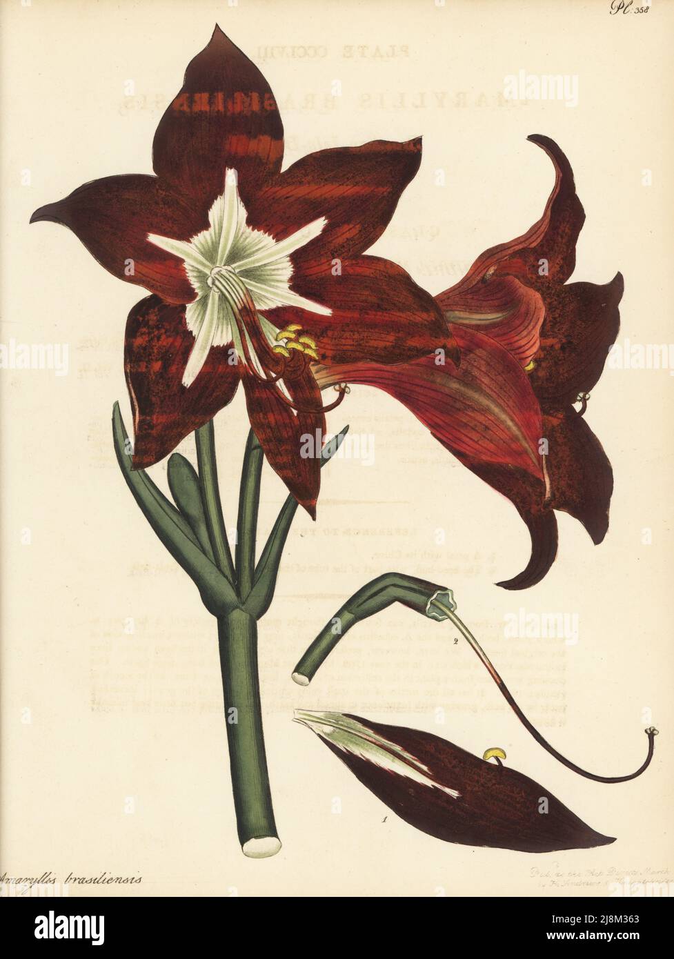 Barbados lily, Hippeastrum puniceum. Brasilian lily-daffodil, Amaryllis brasiliensis. Native of Brazil, in the collection of James Vere, Kensington Gore. Copperplate engraving drawn, engraved and hand-coloured by Henry Andrews from his Botanical Register, Volume 5, self-published in Knightsbridge, London, 1804. Stock Photo
