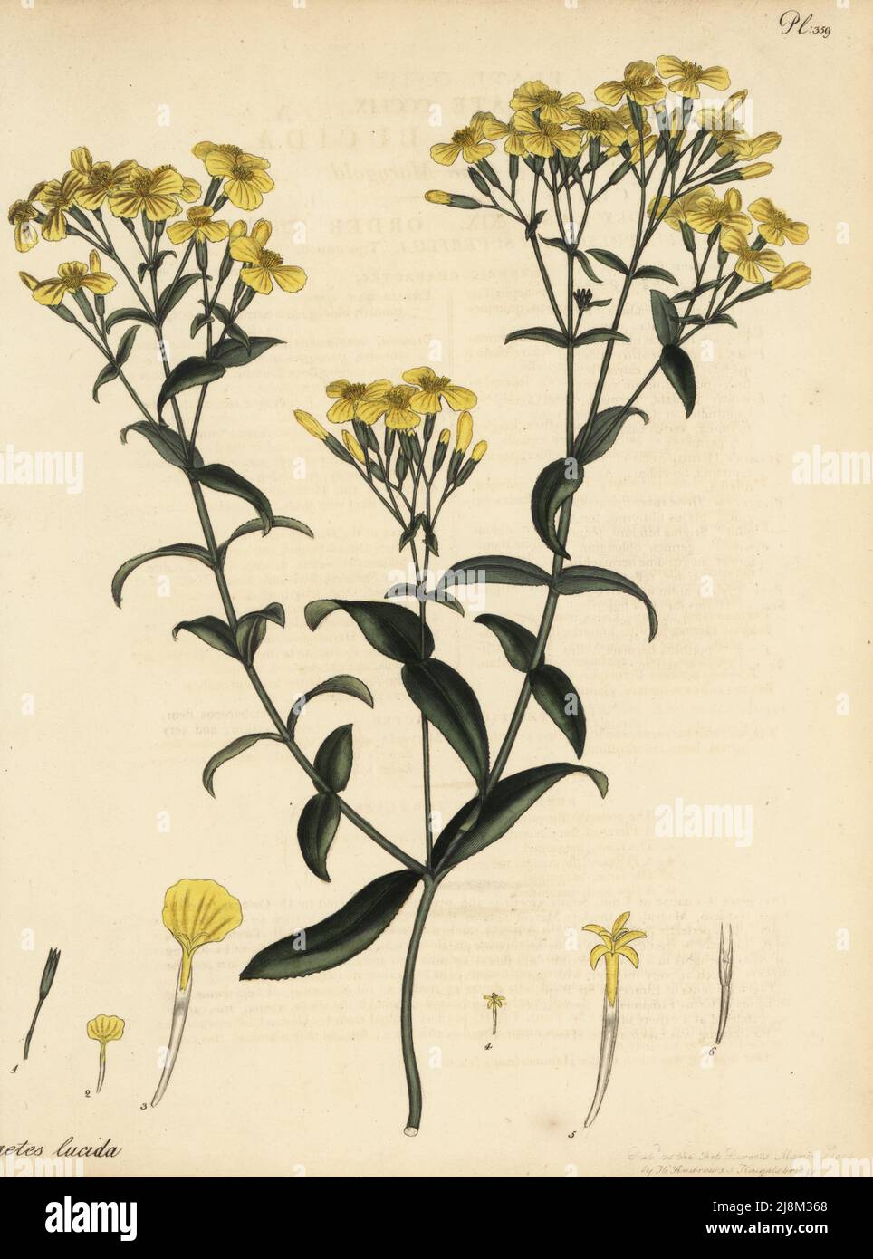 Mexican marigold, Tagetes lucida. Sweet Chili Marygold. Native of Chile, South America, in the Hammersmith Nursery of Lee and Kennedy. Copperplate engraving drawn, engraved and hand-coloured by Henry Andrews from his Botanical Register, Volume 5, self-published in Knightsbridge, London, 1804. Stock Photo