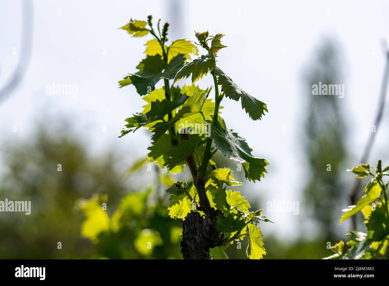 Front view of the leaves of the vine tree. Stock Photo