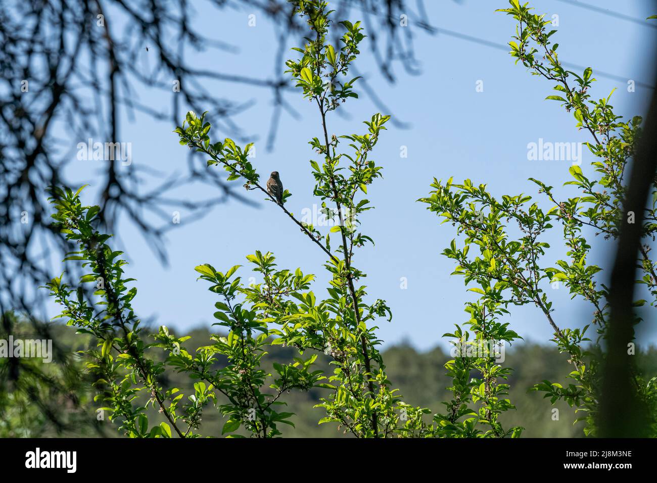 Image of bird hidden in tree branches. Stock Photo