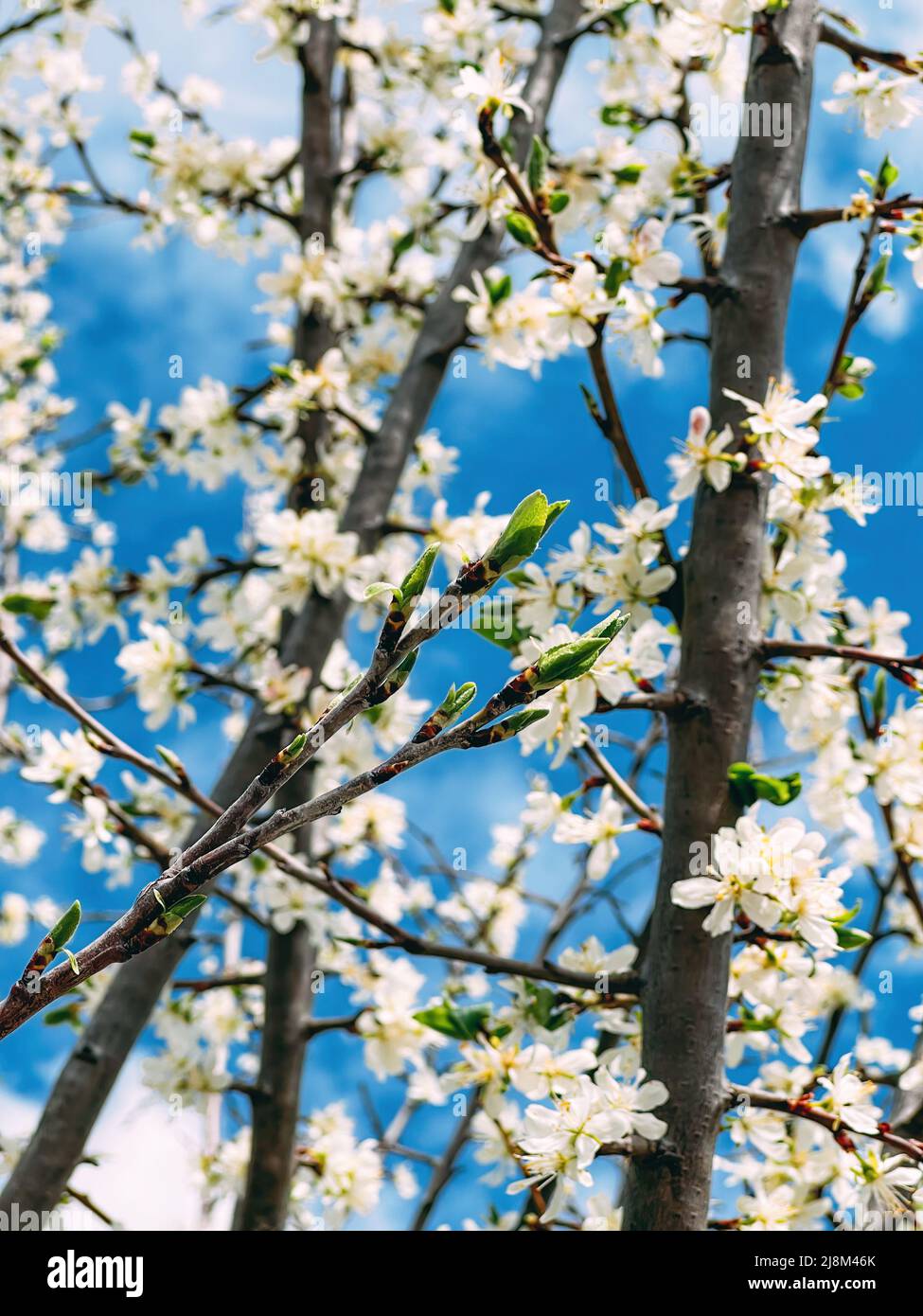 Blooming morus alba or white mulberry tree branches in orchard against blue sky, close up Stock Photo