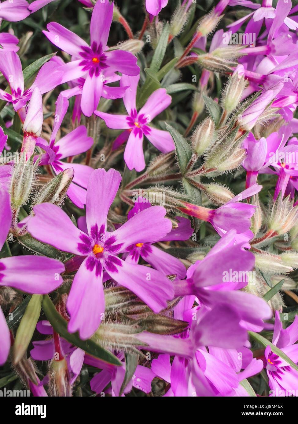 Creeping phlox flowering plant in back yard, top view Stock Photo