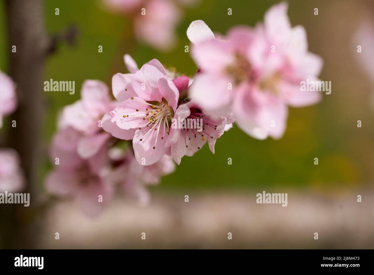 Peach tree flowers in full bloom, macro shot in an orchard Stock Photo Alamy