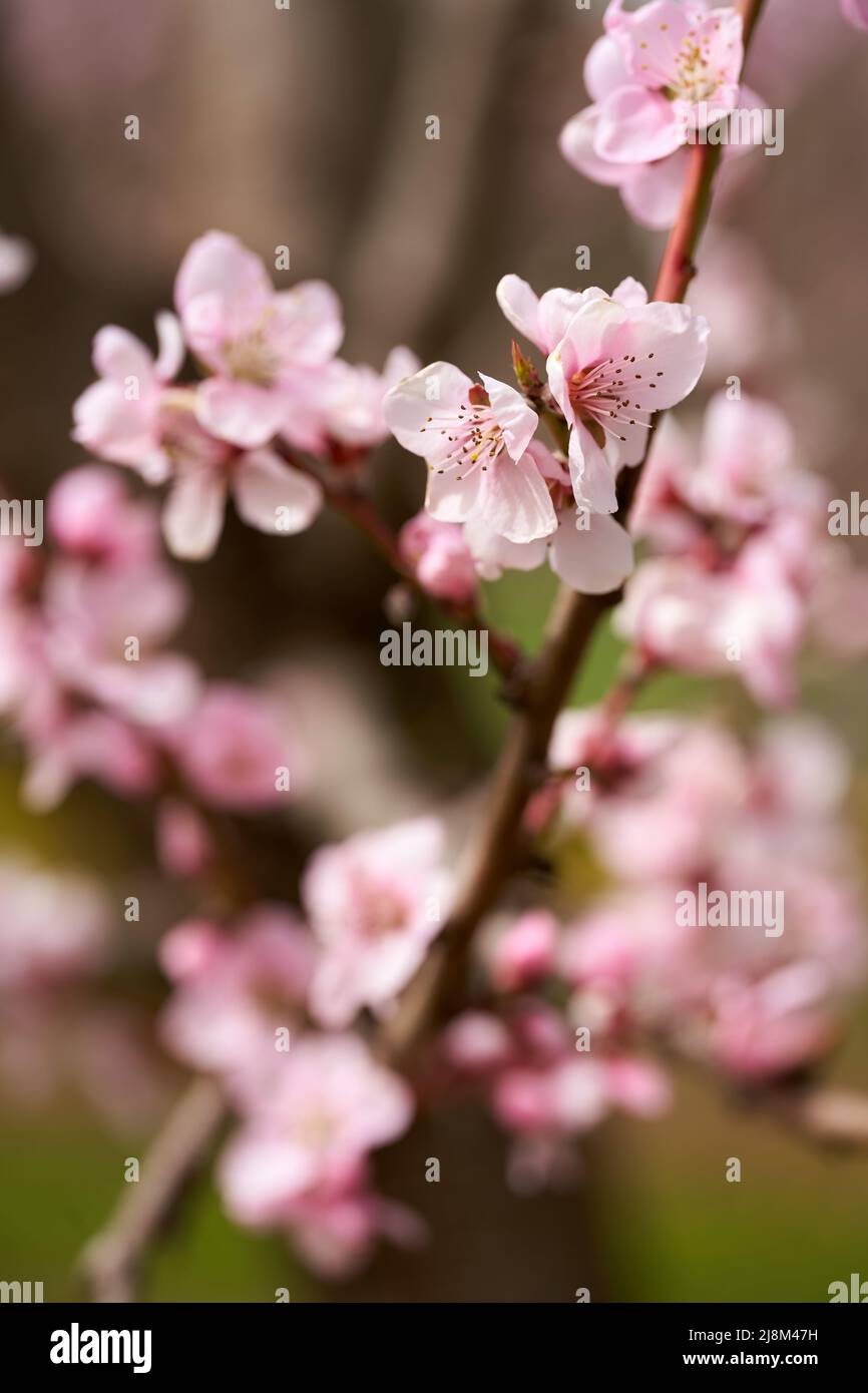 Peach tree flowers in full bloom, macro shot in an orchard Stock Photo