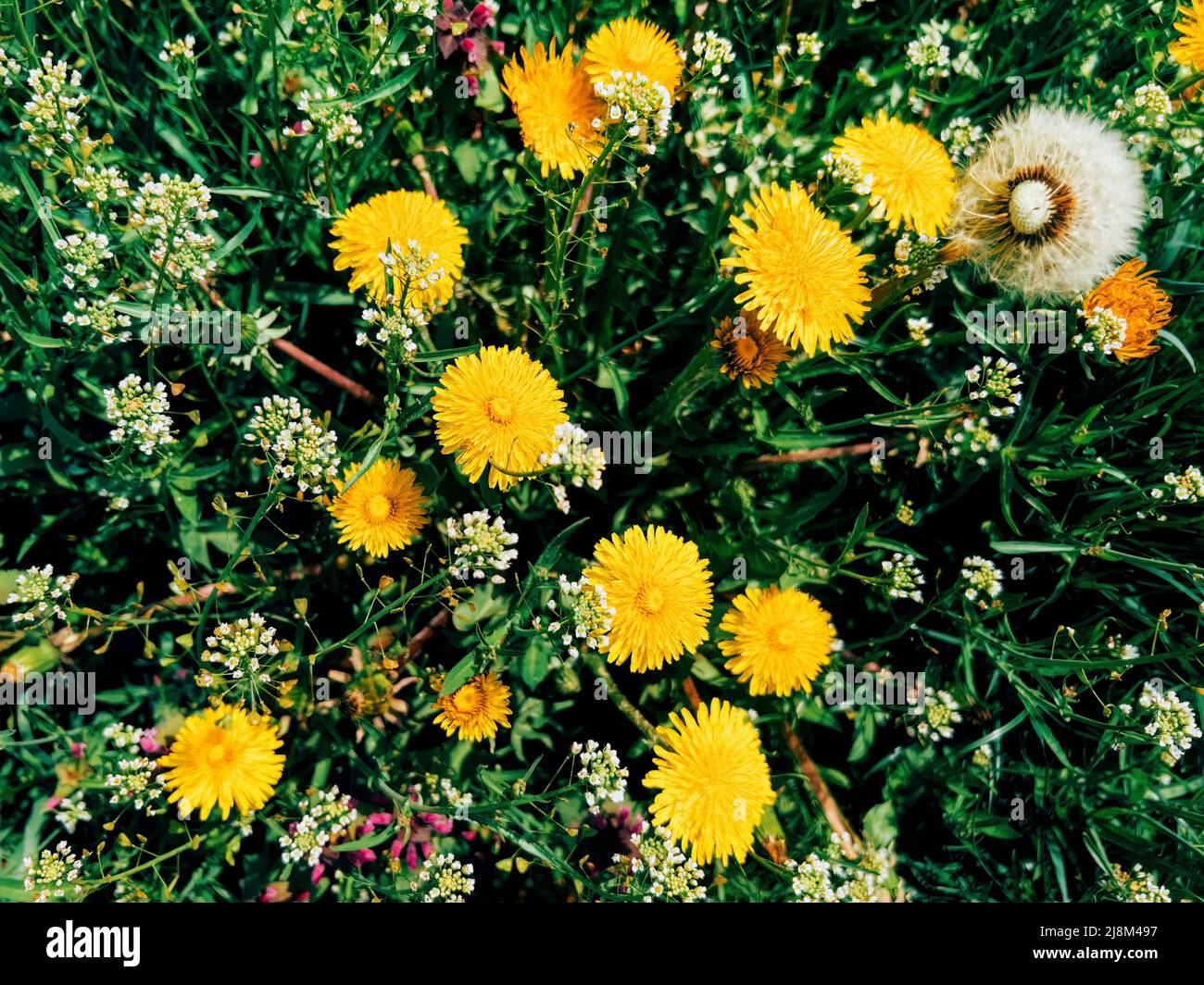 Dandelions in spring meadow, directly above wildflowers field Stock Photo