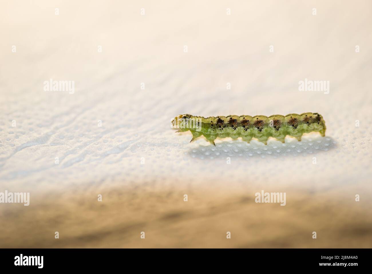 Green caterpillar on white paper, close-up. Stock Photo
