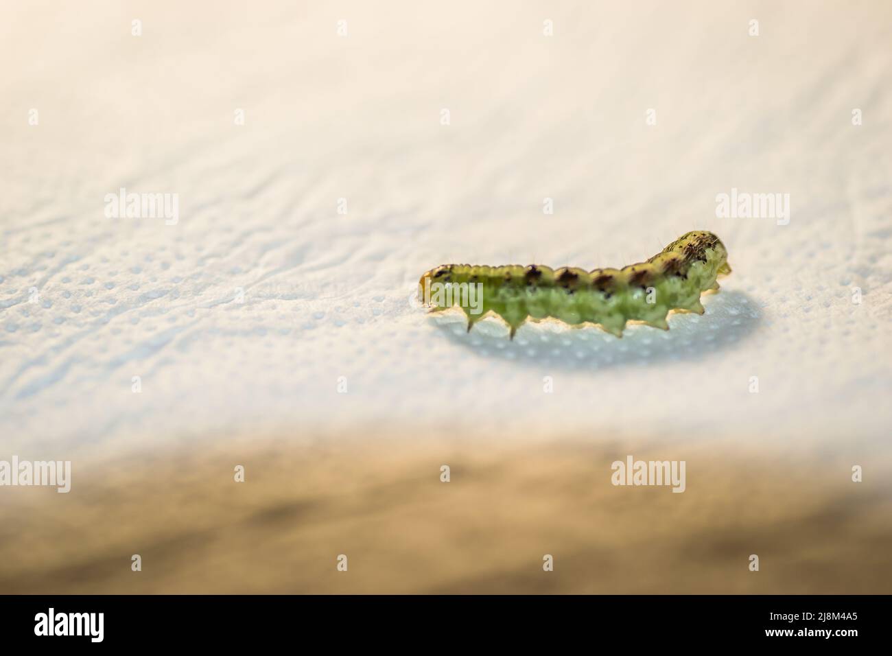 Green caterpillar on white paper, close-up. Stock Photo