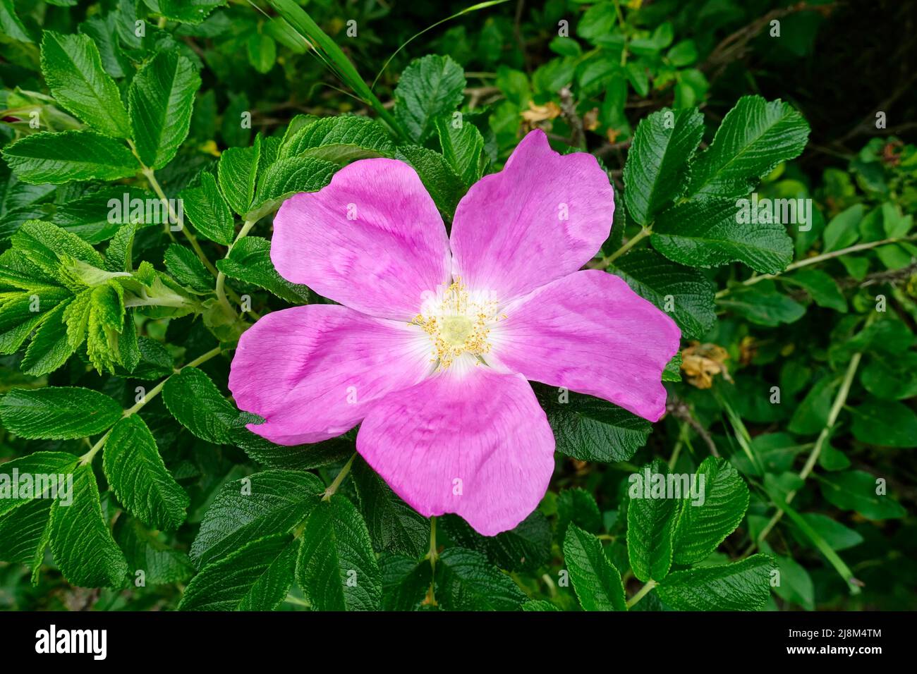 Rose hip or rosehip, also called rose haw and rose hip, is the accessory fruit of the rose plant, Germany Stock Photo