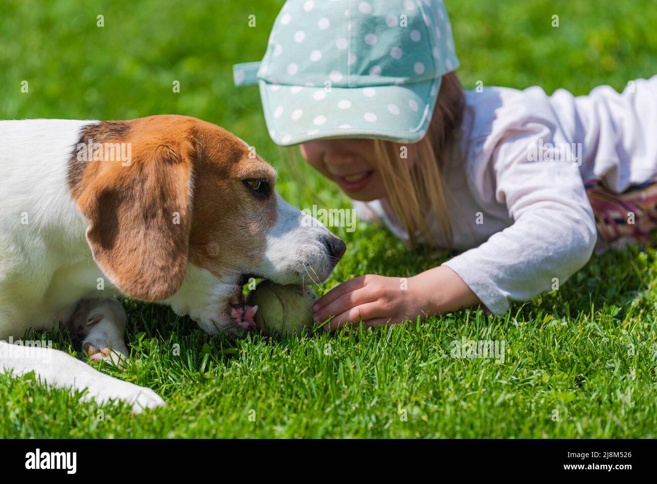 Happy little girl playing with beagle dog in garden Stock Photo - Alamy