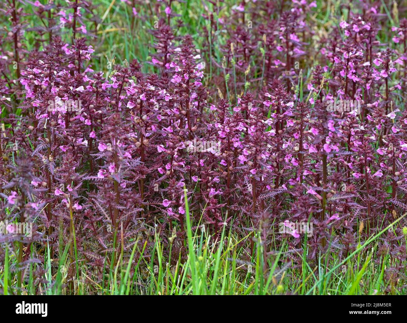 17 May 2022, Brandenburg, Rüdersdorf: A special feature in the state of Brandenburg is the marsh lousewort (Pedicularis palustris), which grows in a wet meadow in the nature reserve and FFH area 'Herrensee, Lange-Dammwiesen and Barnim-Hänge'. In the run-up to the 30th anniversary of the EU Fauna-Flora-Habitat Directive (FFH) on May 21, the Brandenburg Environment Minister Vogel (Bündnis 90/Die Grünen), gave the official go-ahead for the Natura 2000 teams in the state of Brandenburg on the same day on site. The nature reserve and FFH area 'Herrensee, Lange-Dammwiesen und Barnim-Hänge' is repres Stock Photo