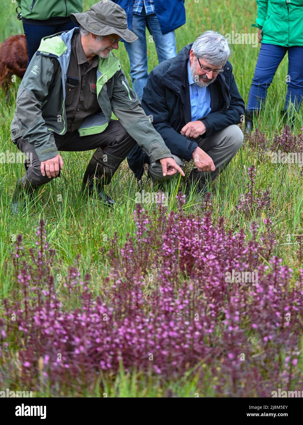 17 May 2022, Brandenburg, Rüdersdorf: Gerd Haase (l), NABU Regional Association Strausberg-Märkische Schweiz e. V. and Axel Vogel (Bündnis 90/Die Grünen), Minister of the Environment of Brandenburg, look at the marsh lousewort (Pedicularis palustris) growing on a wet meadow in the nature reserve and FFH area 'Herrensee, Lange-Dammwiesen and Barnim-Hänge'. In the run-up to the 30th anniversary of the EU Fauna-Flora-Habitat Directive (FFH) on May 21, the Brandenburg Environment Minister Vogel (Bündnis 90/Die Grünen), gave the official go-ahead for the Natura 2000 teams in the state of Brandenbur Stock Photo