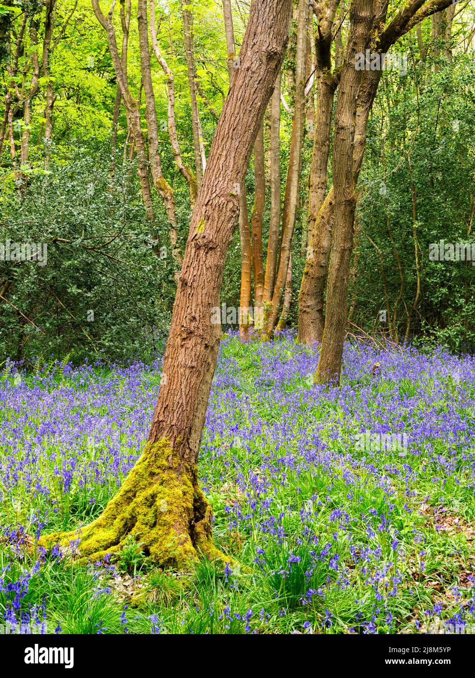 Bluebells in flower in spring in Nidd Gorge Woods near Knaresborough North Yorkshire England Stock Photo