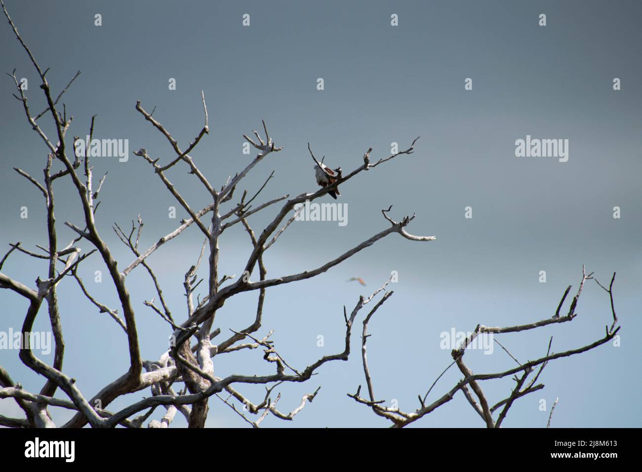 Largest hawk species in the world hi-res stock photography and images ...