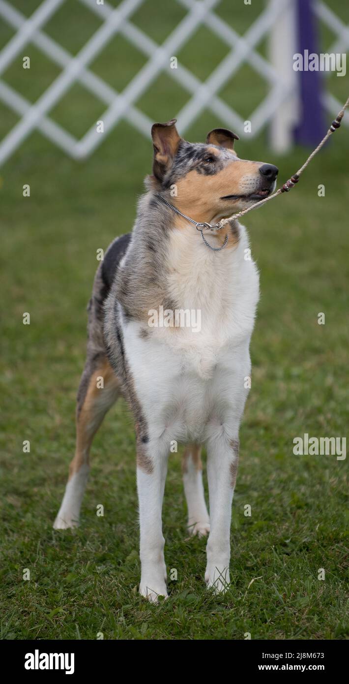 Smooth Collie standing and looking towards handler Stock Photo