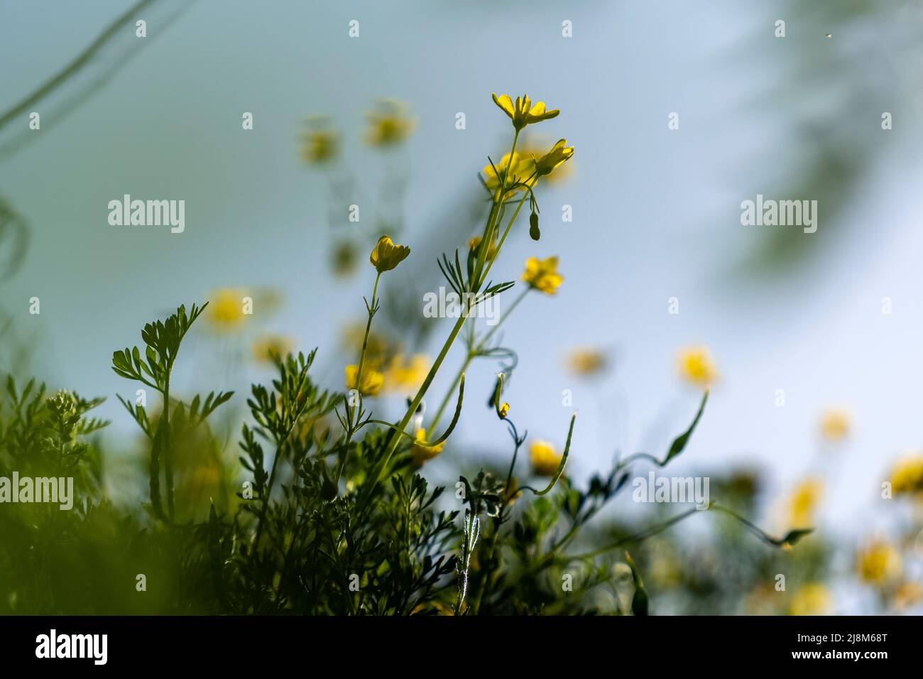 Green fresh mustard grass hi-res stock photography and images - Alamy