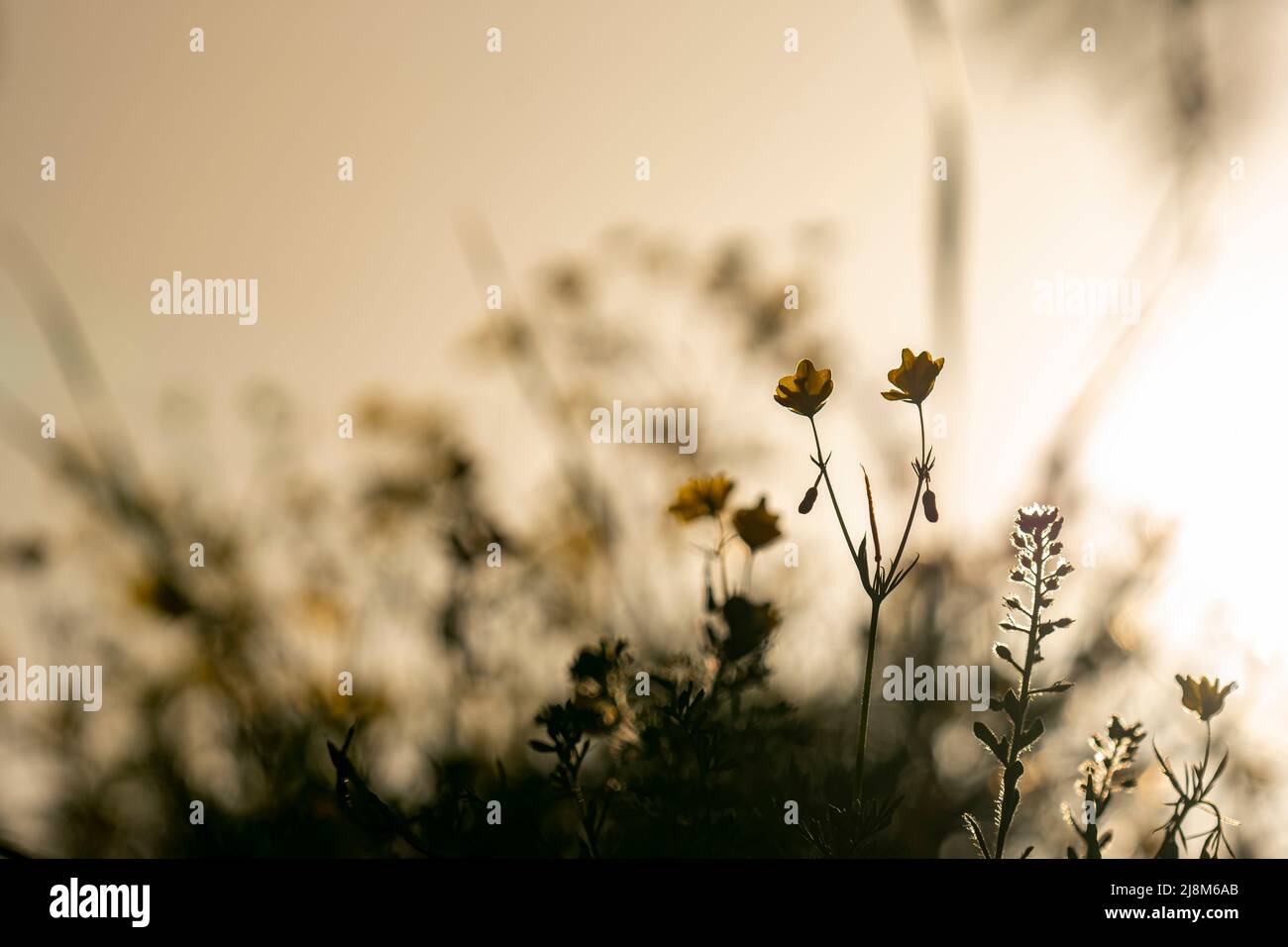 Cropped view of mustard flowers in sunlight with selective focus. Stock Photo