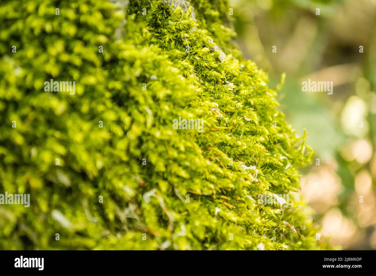 Death tree green moss hi-res stock photography and images - Alamy