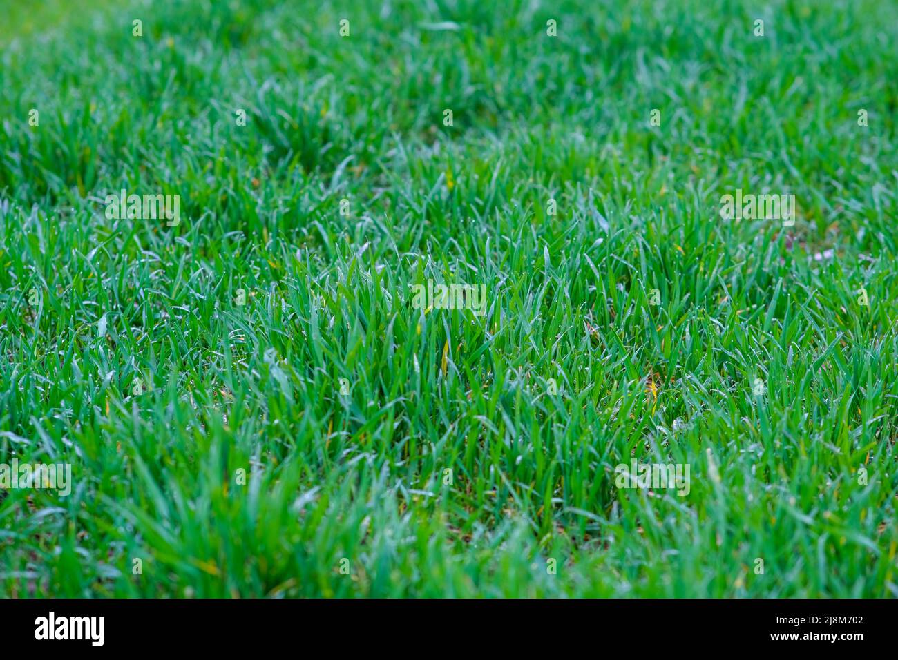 Green grass background. Green grass with bokeh. Stock Photo
