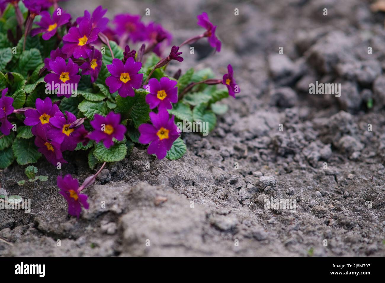 Small flowers with a yellow center and thick dark green leaves surrounded by dry soil. Stock Photo