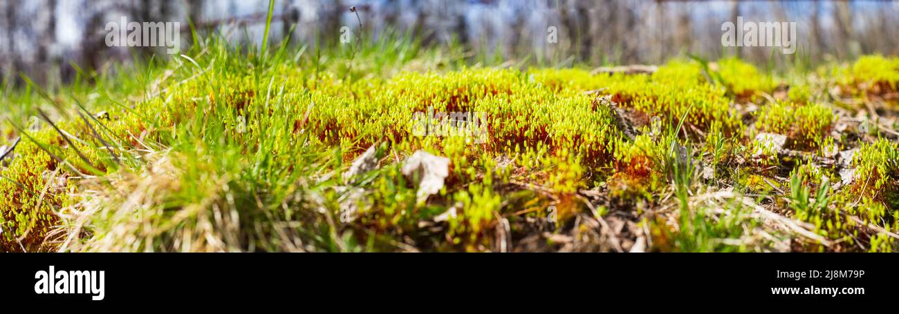 Moss in nature hi-res stock photography and images - Alamy
