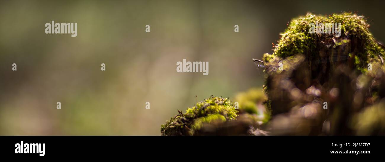Panoramic banner background with close-up of moss on a stump in the forest. Beautiful natural landscape. Selective focus in the foreground with a heav Stock Photo