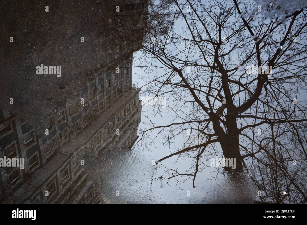 Reflection of a building and tree in a puddle on the asphalt after a ...