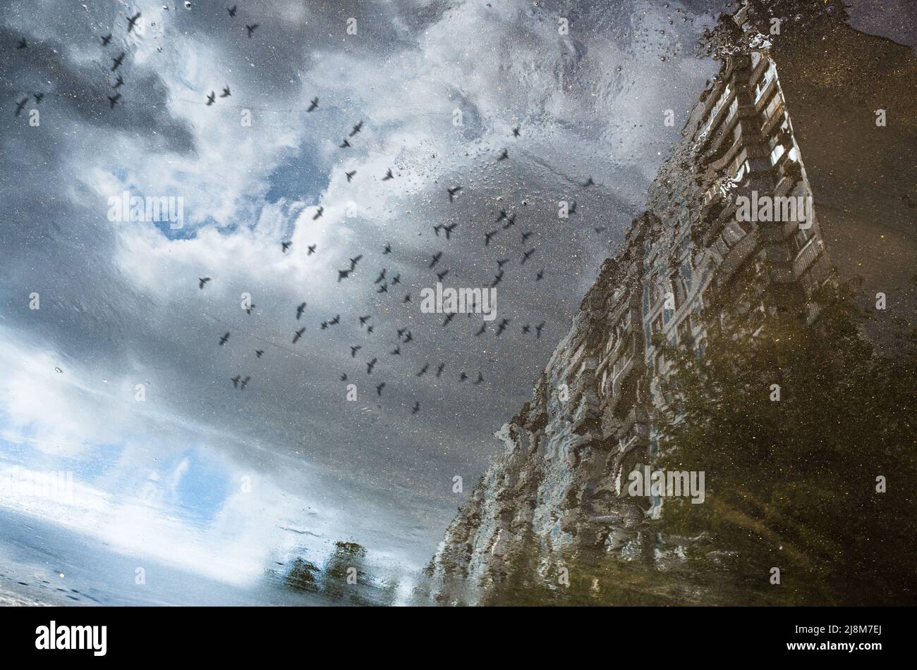 Reflection of a building and a flying birds in a puddle on the asphalt