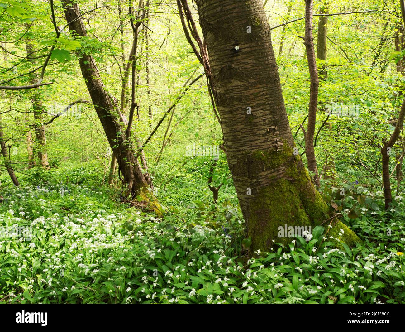Allium ursinum or wild garlic flowers under spring trees in Nidd Gorge Woods near Knaresborough North Yorkshire England Stock Photo