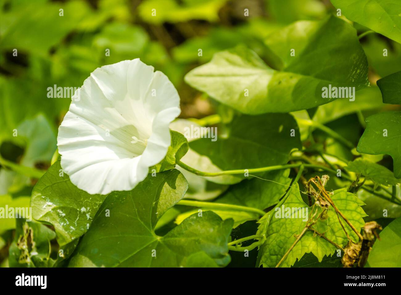 Beautiful bell-shaped white flower of the plant Datura - Latin name, Datura stramonium. Stock Photo