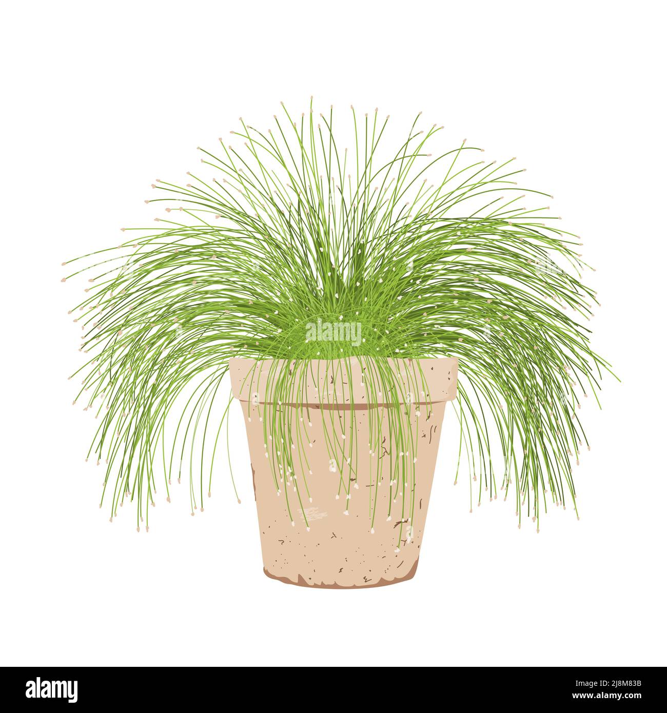 Potted isolepis plant. Fiber optic grass in a flower pot isolated on white. Scirpus cernuus vector Stock Vector