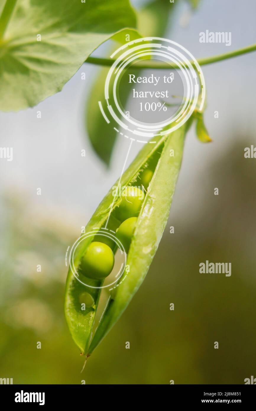 Innovation smart agriculture farm system. Use artificial intelligence ...