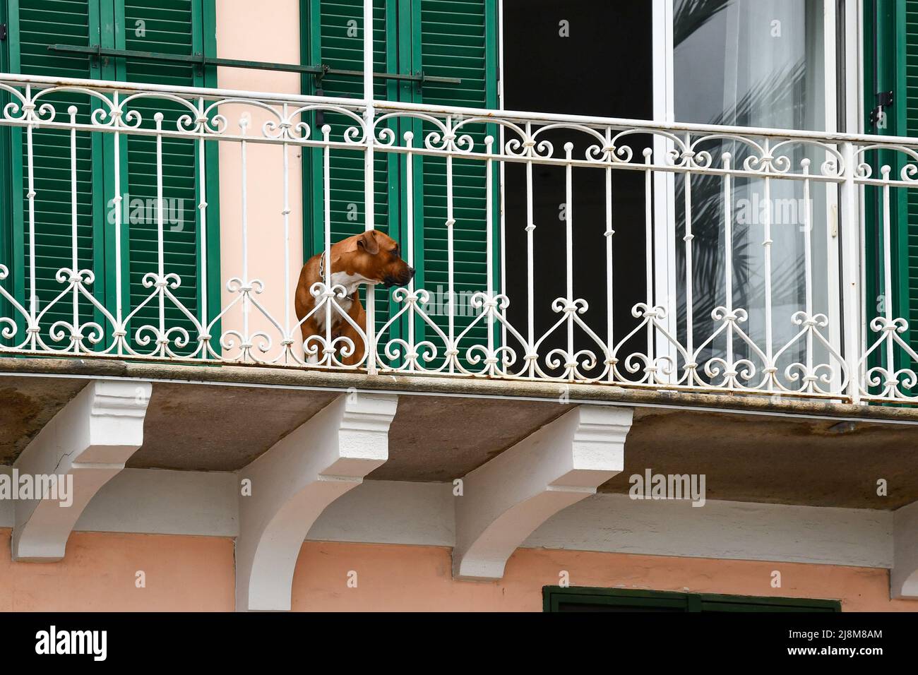 A brown and white dog overlooking a balcony with its head between the bars of the railing, Sanremo, Imperia, Liguria, Italy Stock Photo