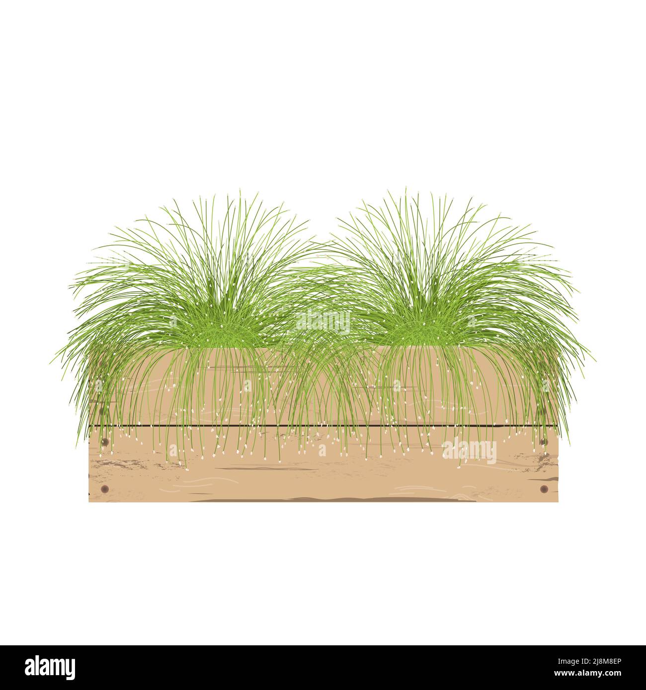Isolepis plant in stylish wooden container. Fiber optic grass in a flower pot isolated on white. Scirpus cernuus. Vector illustration Stock Vector