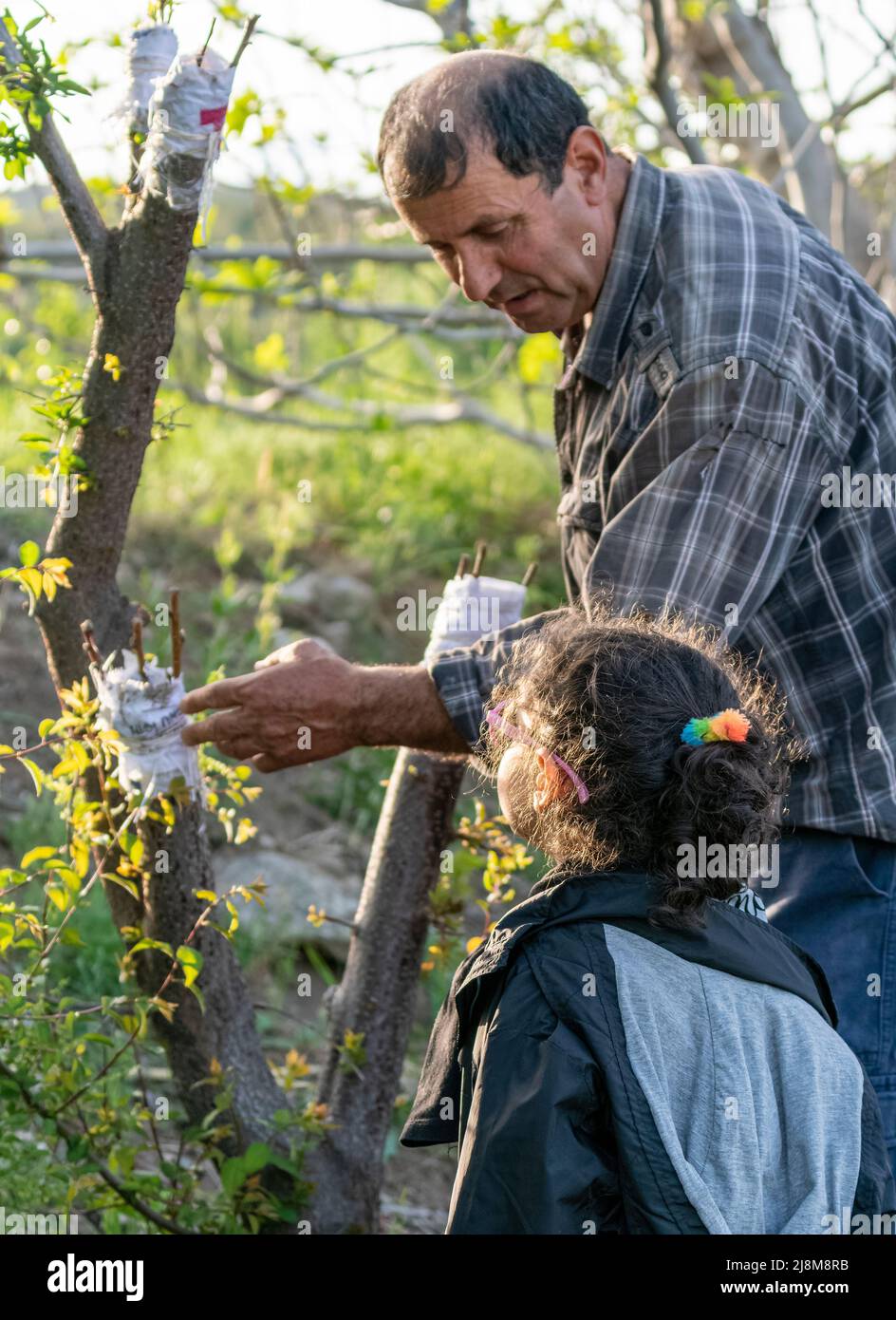 Selective focus shot of old man telling little girl about grafting trees. Stock Photo